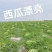 甘肃硒砂瓜金花西瓜紫硒砂瓜西瓜全国档口商超品质保证