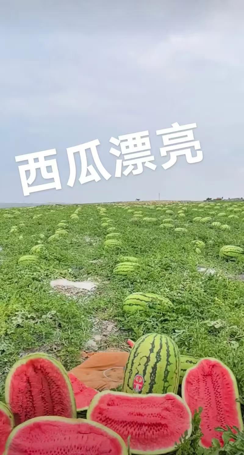 甘肃硒砂瓜金花西瓜紫硒砂瓜西瓜全国档口商超品质保证