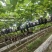 新开园的峰后葡萄四川基地直供质量保证货源充足全国发货