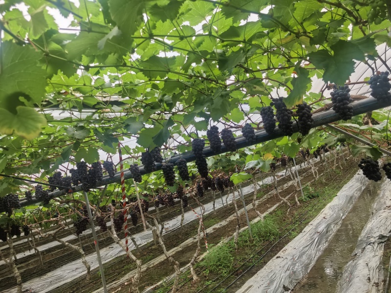 新开园的峰后葡萄四川基地直供质量保证货源充足全国发货