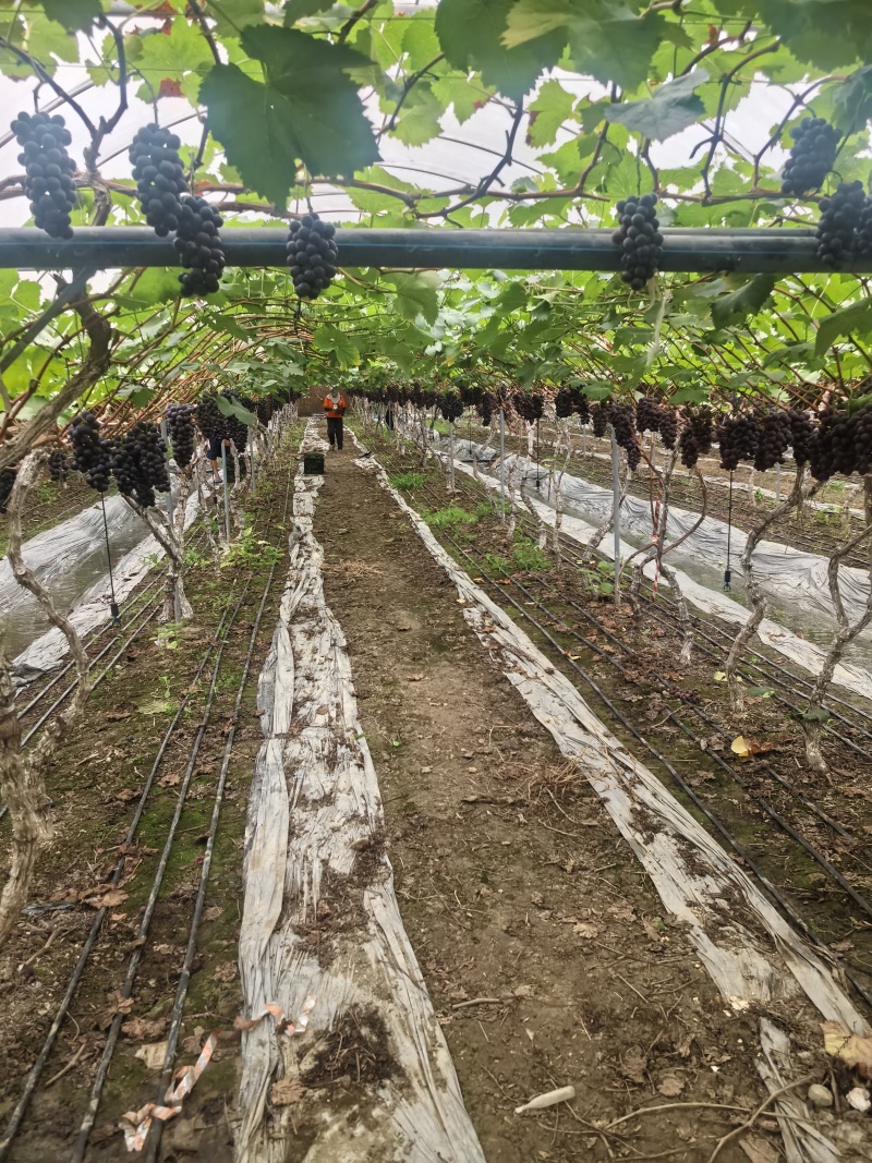 新开园的峰后葡萄四川基地直供质量保证货源充足全国发货