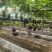 新开园的峰后葡萄四川基地直供质量保证货源充足全国发货