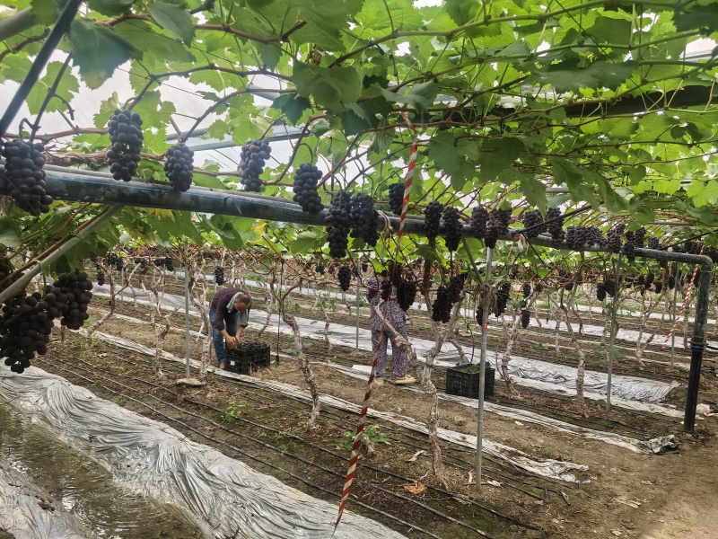 新开园的峰后葡萄四川基地直供质量保证货源充足全国发货