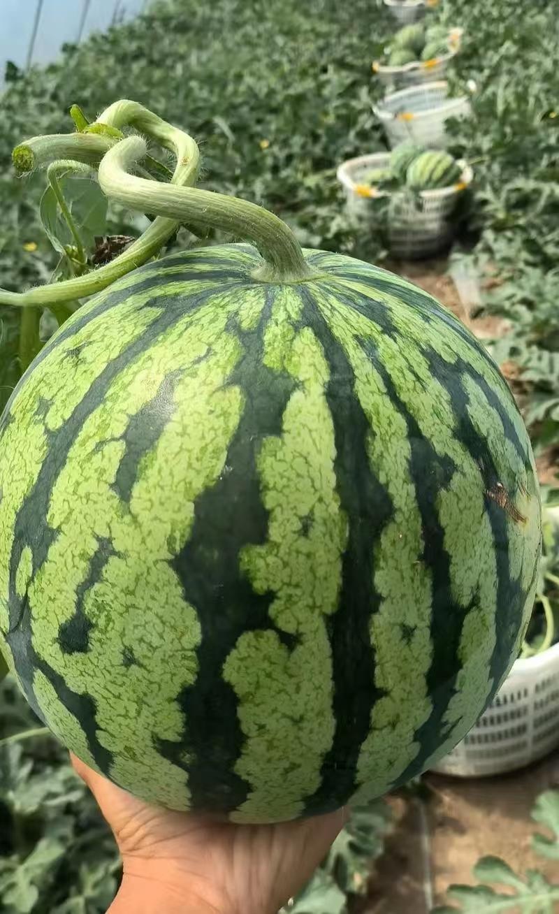 【推荐】精品西瓜金花西瓜硒砂瓜西瓜大量现货一手货源