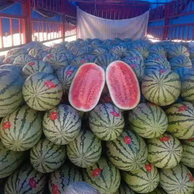【推荐】精品西瓜金花西瓜硒砂瓜西瓜大量现货一手货源