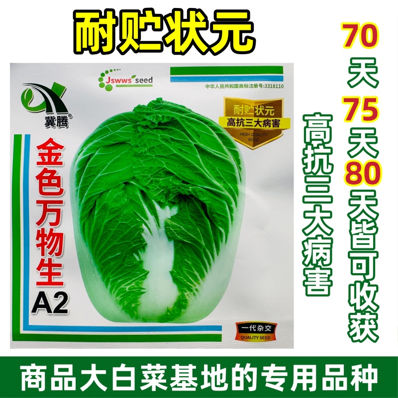 金色万物生A2大白菜种子春秋两用杂交大白菜种籽耐贮状元高