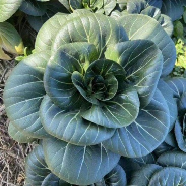 赣科宝塔苏青菜种子种籽耐寒油亮矮脚黑叶油菜苏州蔬菜趴地苏