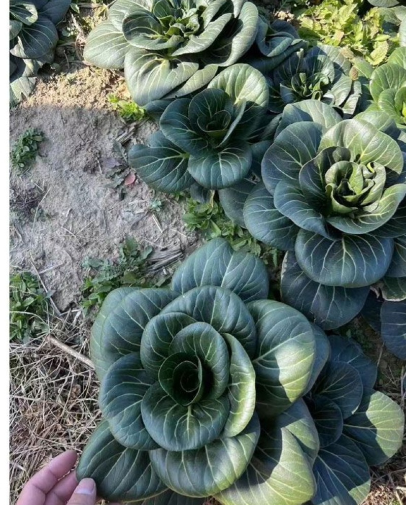 赣科宝塔苏青菜种子种籽耐寒油亮矮脚黑叶油菜苏州蔬菜趴地苏