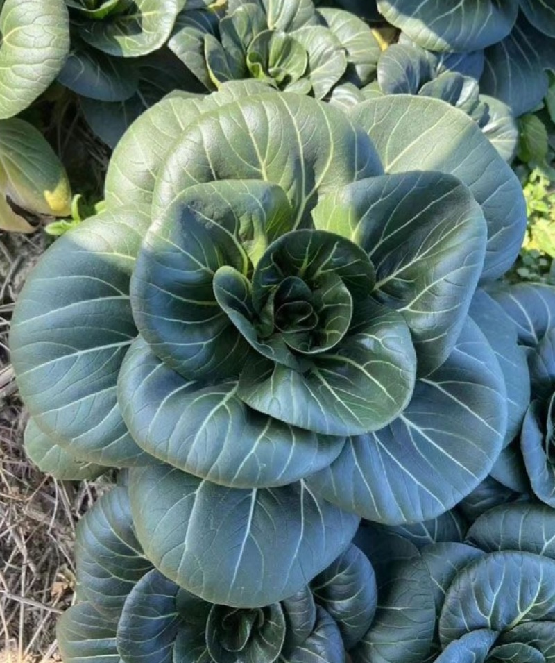 赣科宝塔苏青菜种子种籽耐寒油亮矮脚黑叶油菜苏州蔬菜趴地苏