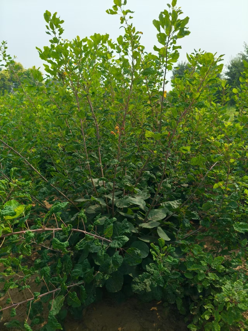 丛生黄栌