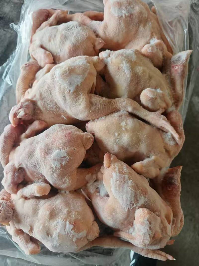 一二级三黄鸡，价格便宜，厂家直销，6-7-8-9各种规格都有