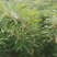 多花高杆不倒黄精种苗