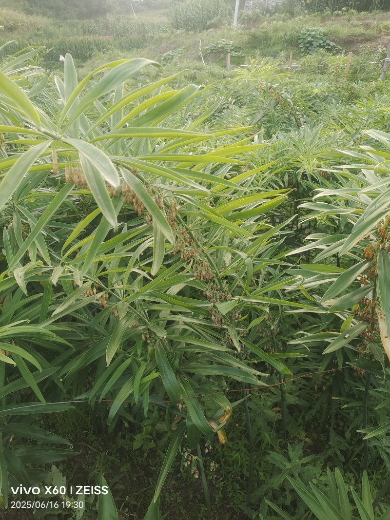 多花高杆不倒黄精种苗