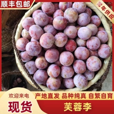 三华李芙蓉李电商货福建古田红心李大果一件代发李子