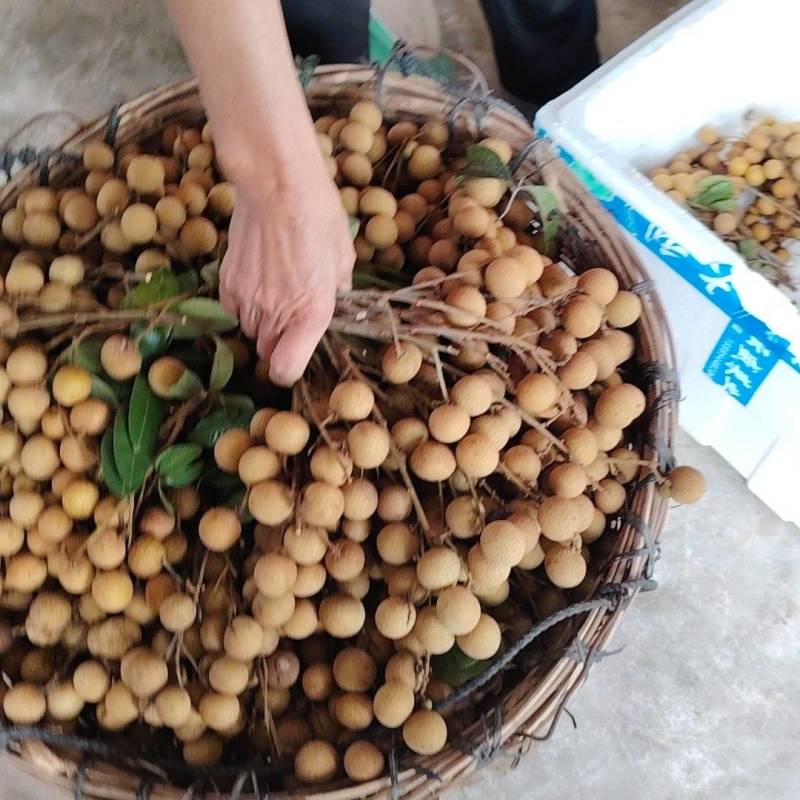 海南乐东龙眼