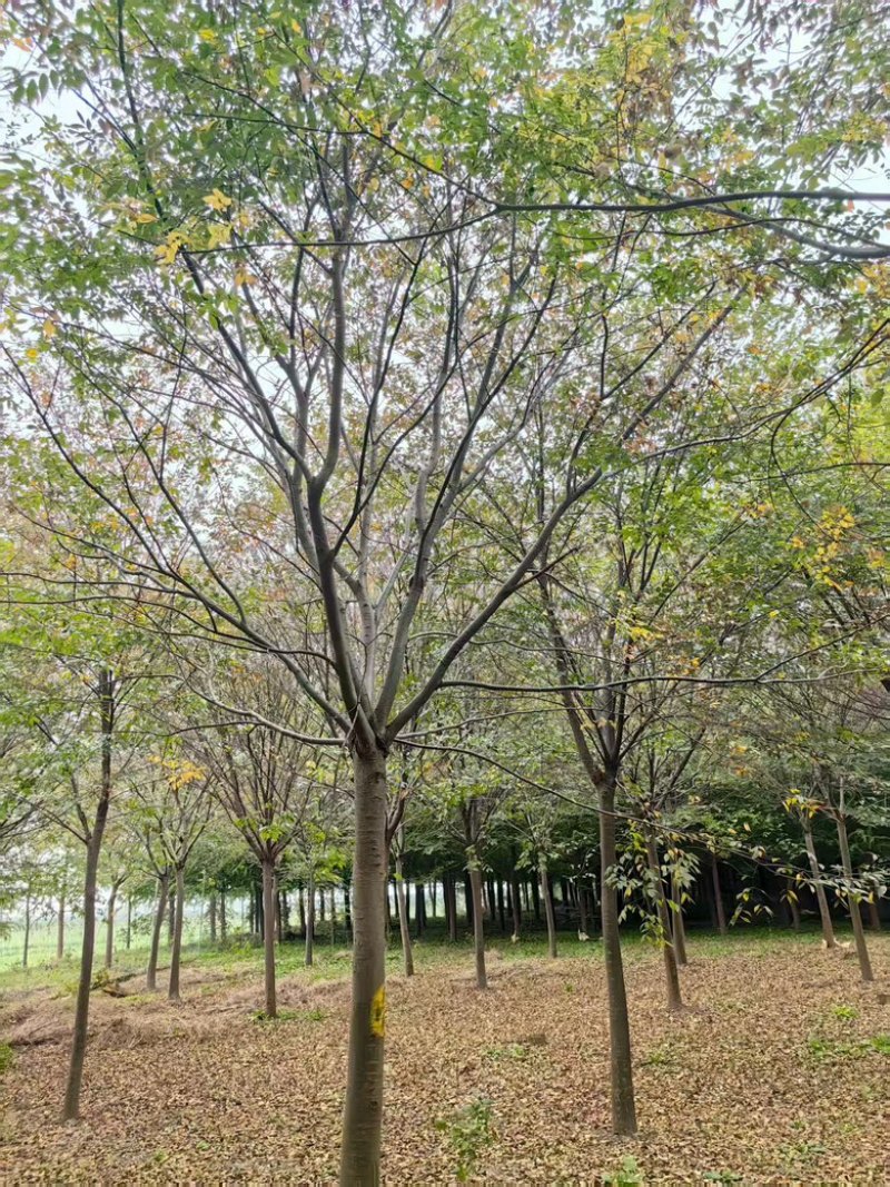 榉树，绿化苗木，乔灌木