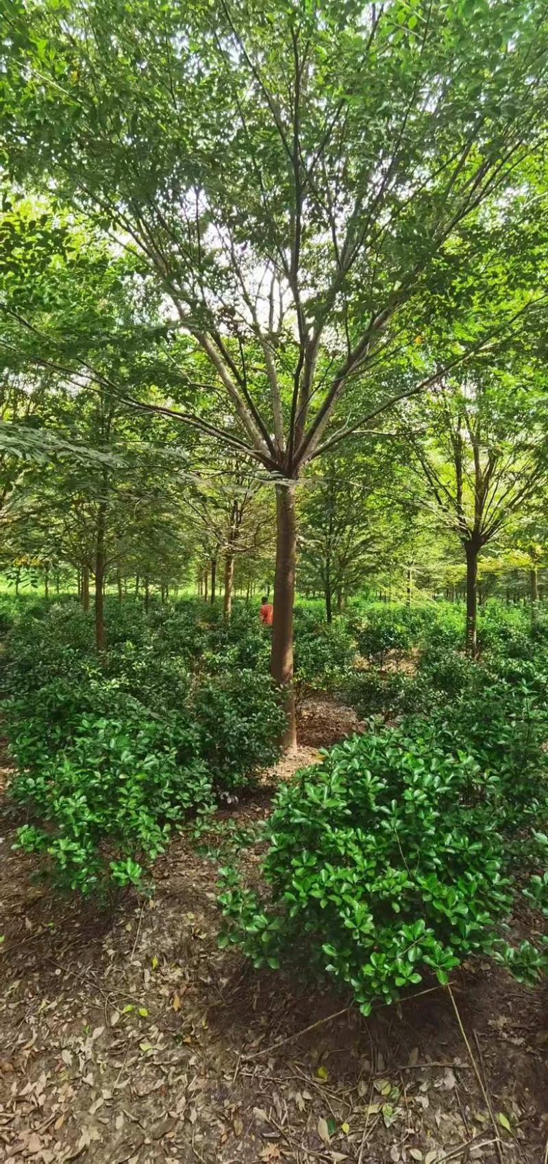 榉树，绿化苗木，乔灌木