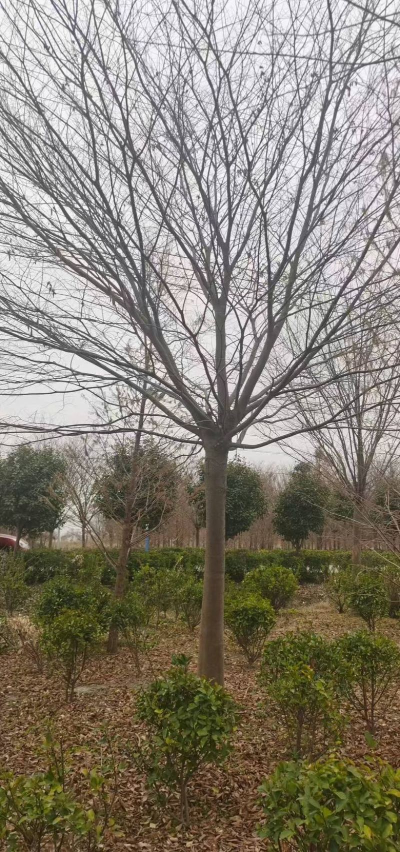 榉树，绿化苗木，乔灌木