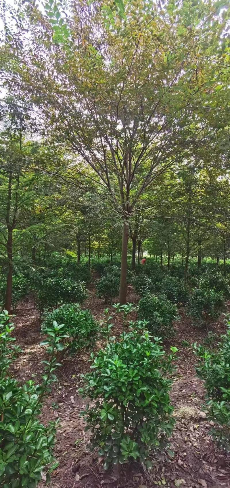 榉树，绿化苗木，乔灌木