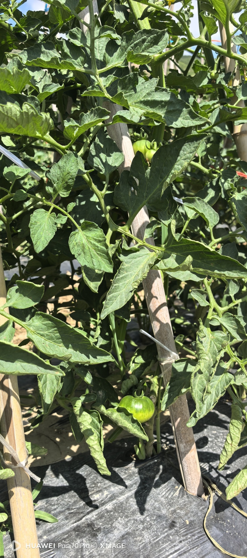 露天草莓西红柿，铁皮柿子甜度高，大量上市量大从优