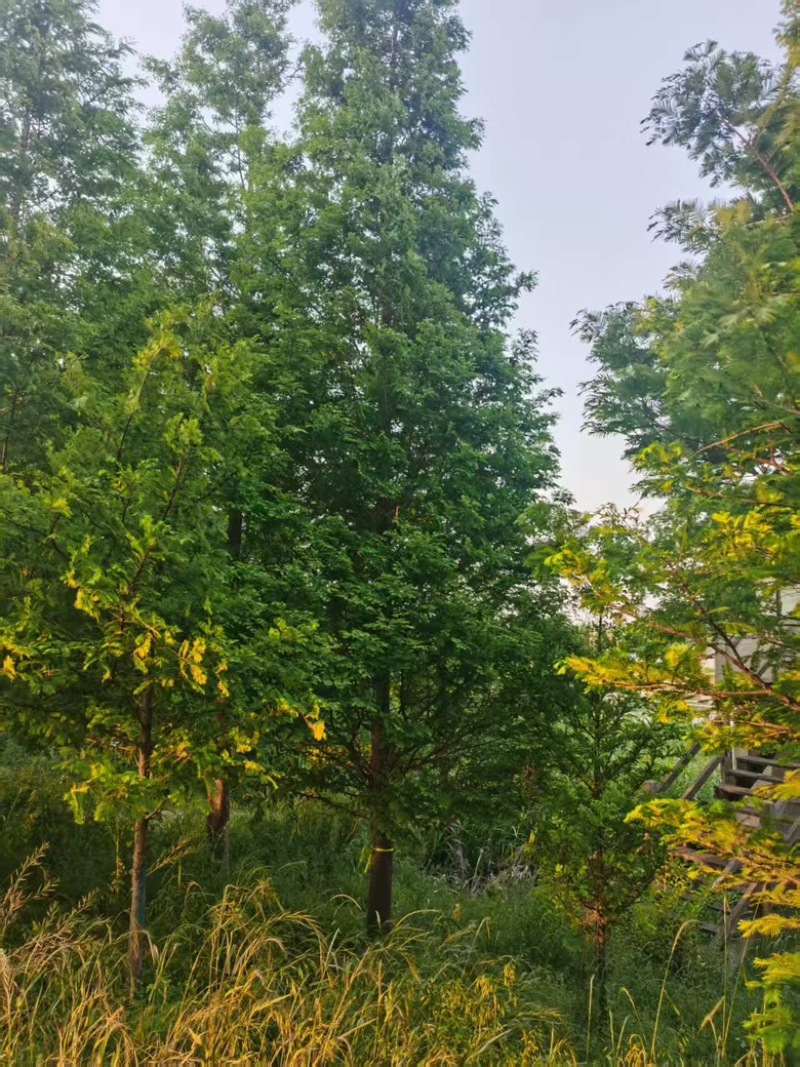 水杉，绿化苗木，乔灌木，