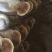金边灵芝不苦菌香味浓