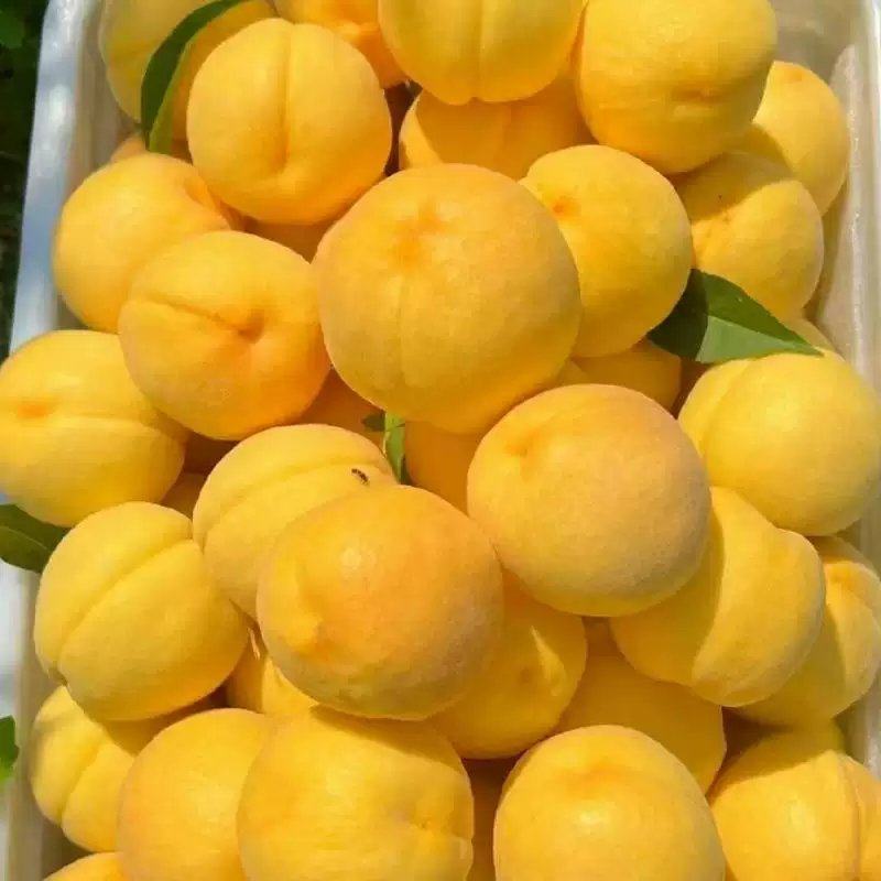 黄桃