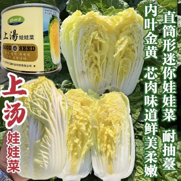 上汤娃娃菜种子心黄直筒形迷你娃娃黄心早熟高产
