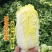上汤娃娃菜种子心黄直筒形迷你娃娃黄心早熟高产