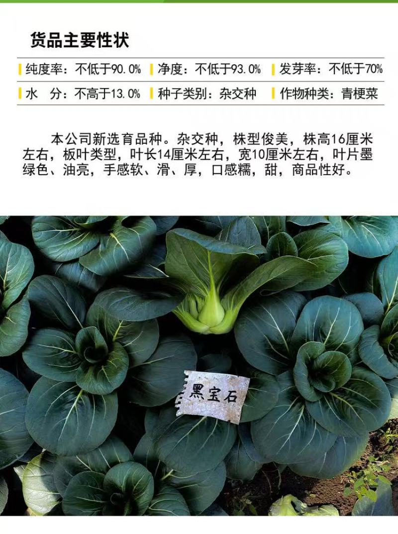 晓富黑宝石青梗菜种子杂交油亮墨绿叶青菜种子口感甜糯青菜种