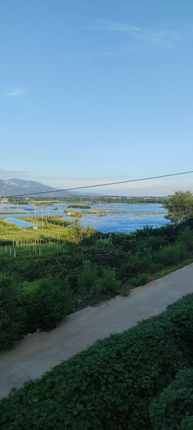 藤稔葡萄上市