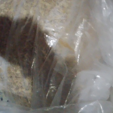 原产地高质纯种素馨花