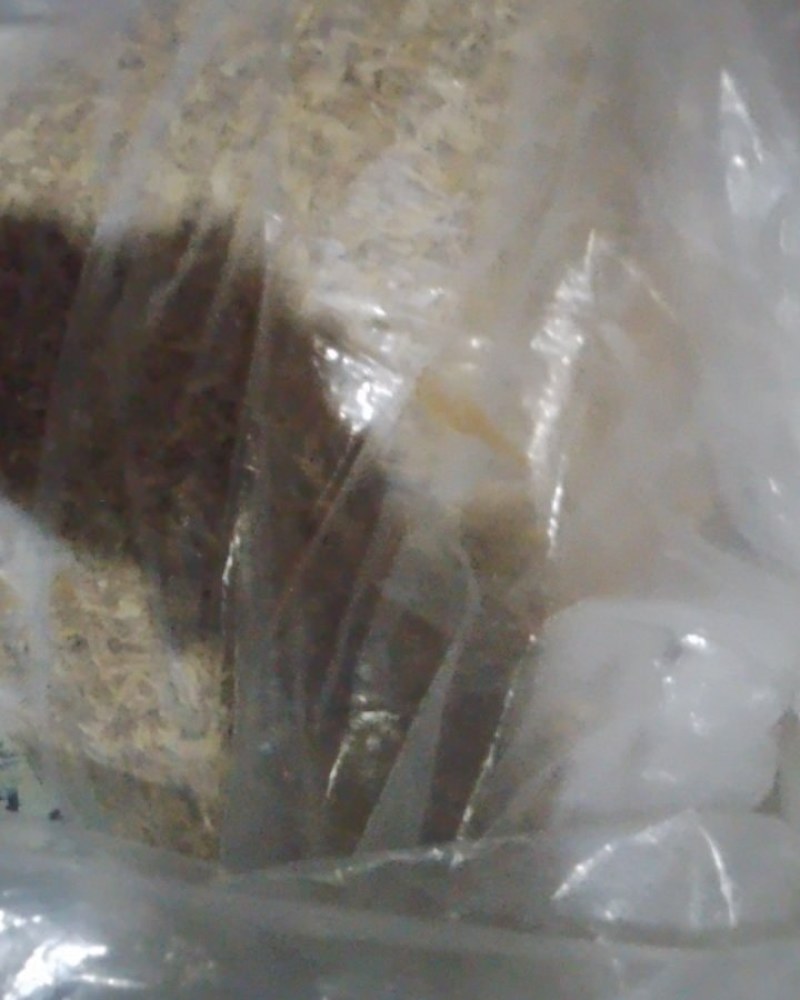 原产地高质纯种素馨花