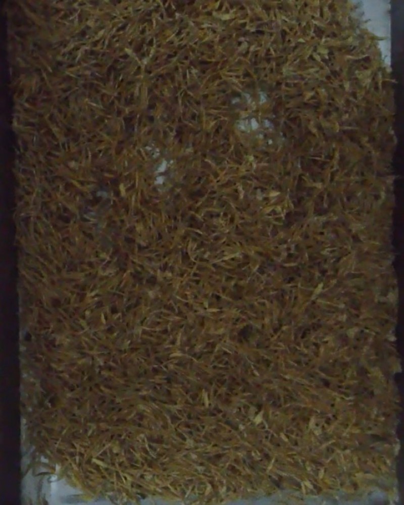 原产地高质纯种素馨花