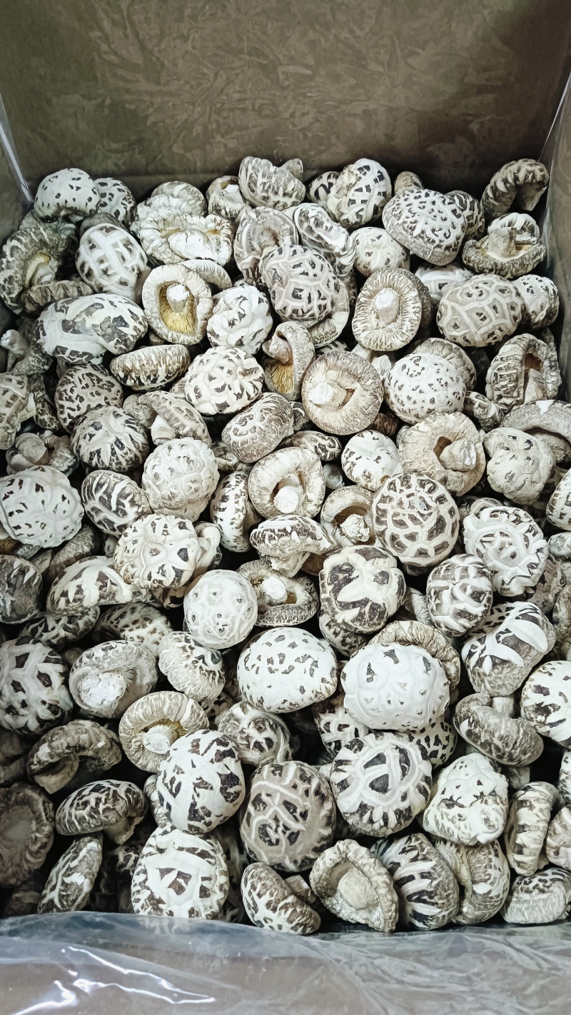 白花菇冬菇特级肉厚菇白，湖北随州原产地精选货源批零兼营