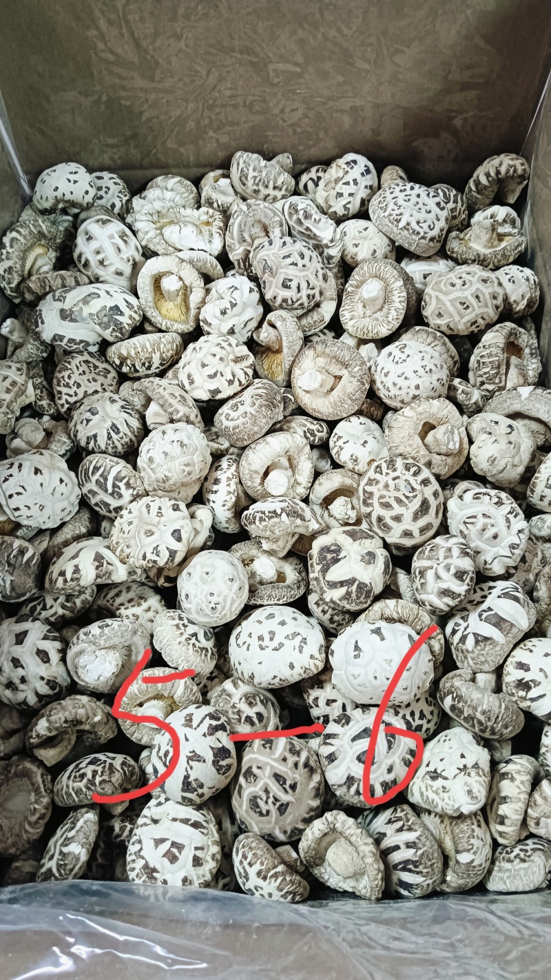 白花菇冬菇特级肉厚菇白，湖北随州原产地精选货源批零兼营