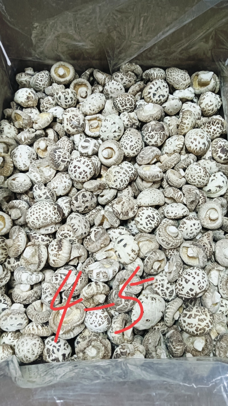 白花菇冬菇特级肉厚菇白，湖北随州原产地精选货源批零兼营