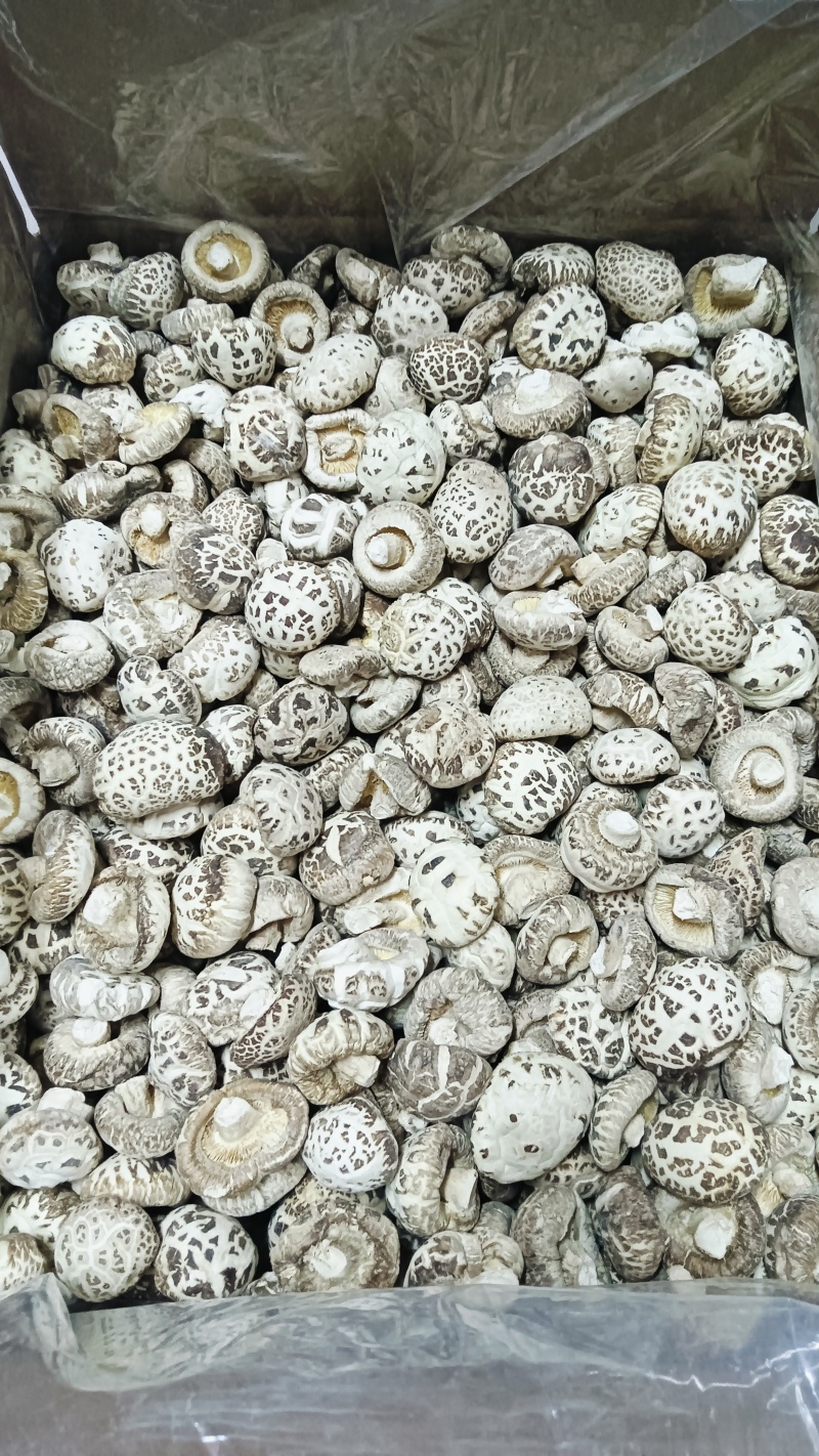 白花菇冬菇特级肉厚菇白，湖北随州原产地精选货源批零兼营