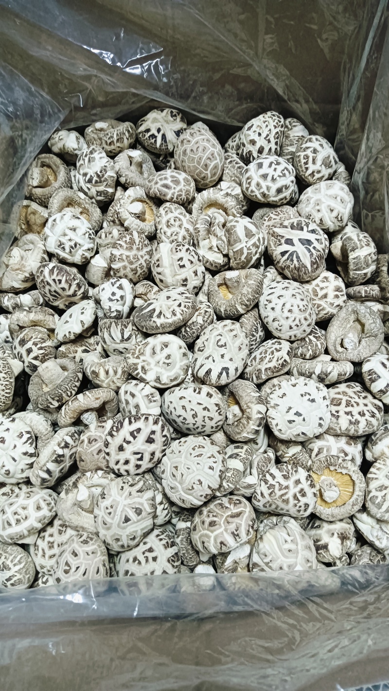 白花菇冬菇特级肉厚菇白，湖北随州原产地精选货源批零兼营