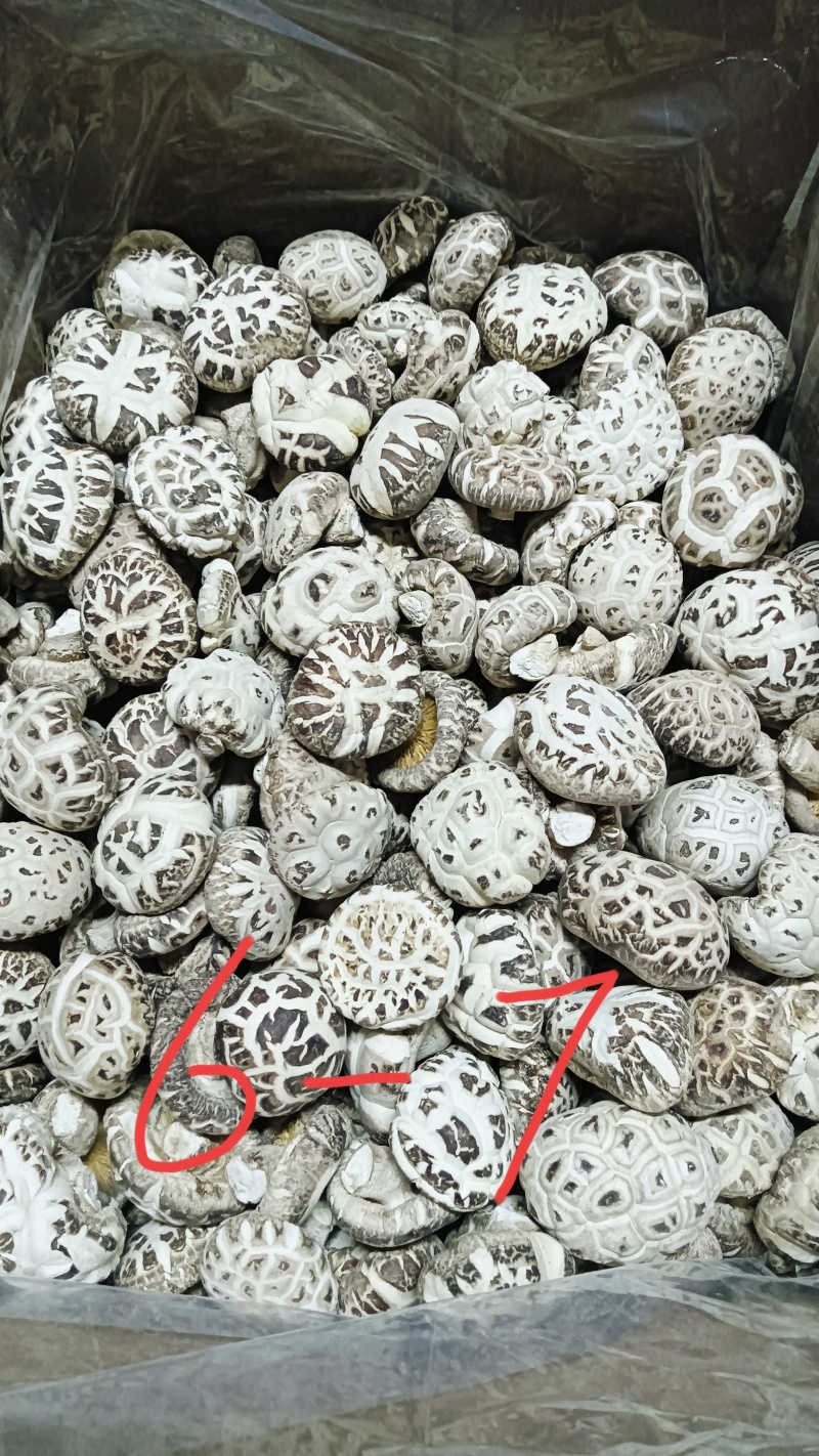 白花菇冬菇特级肉厚菇白，湖北随州原产地精选货源批零兼营