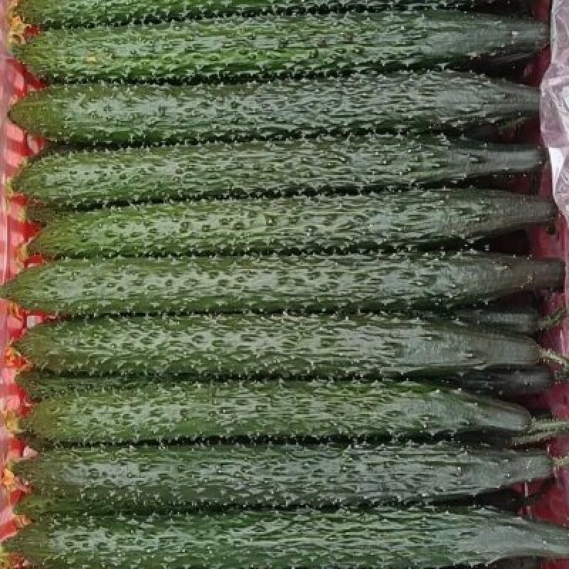 油亮黄瓜，质量好
