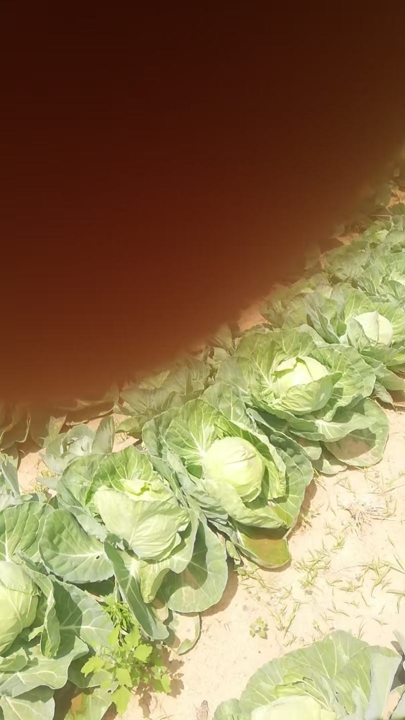 大甘蓝
