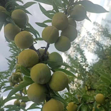 青脆李大棚青脆李