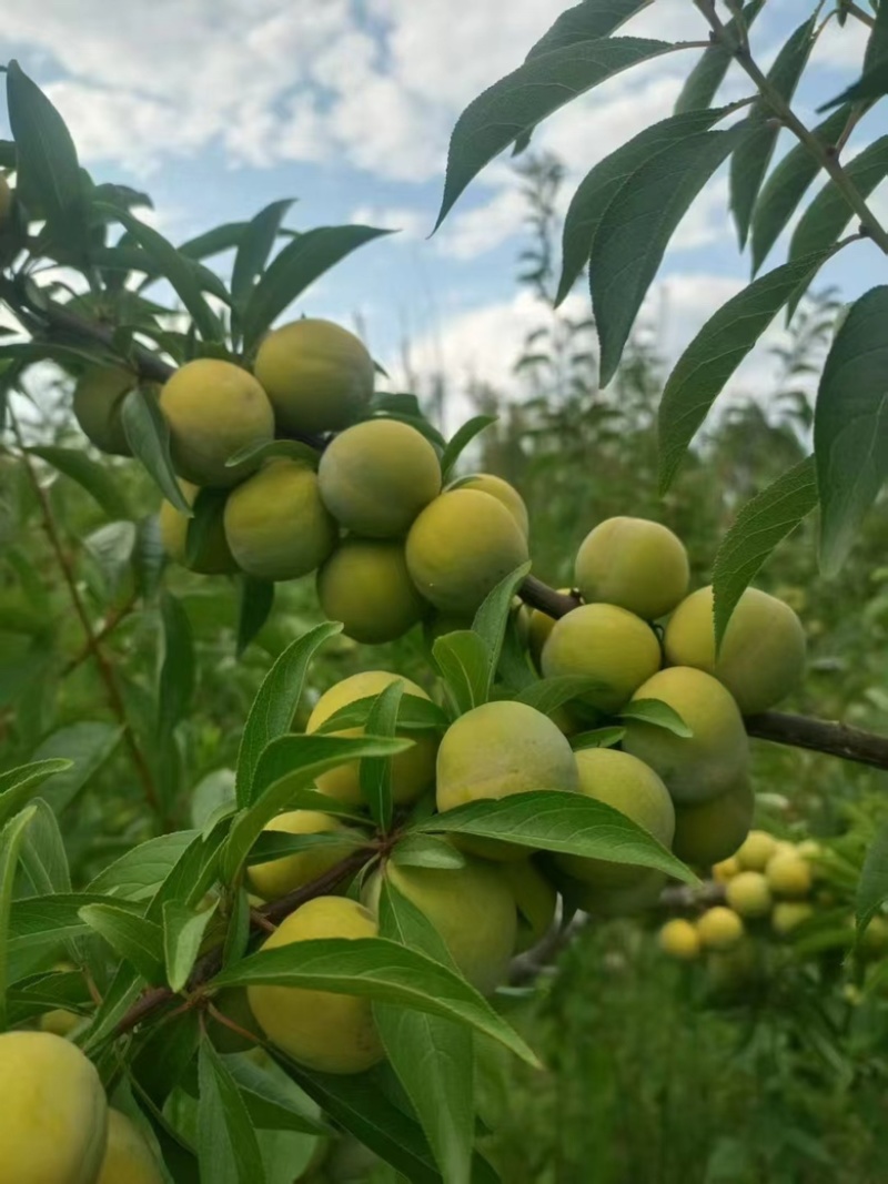 青脆李大棚青脆李