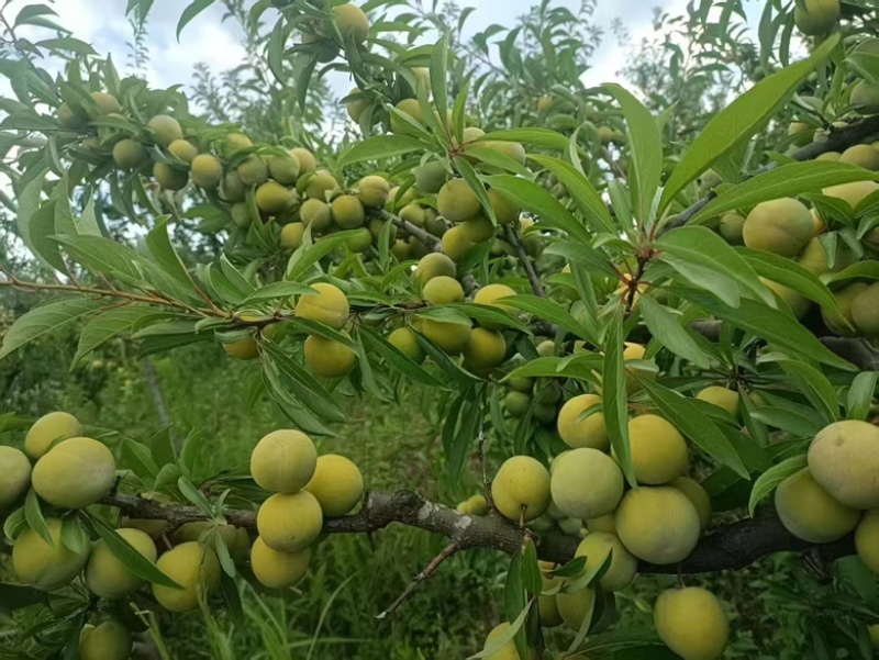 青脆李大棚青脆李