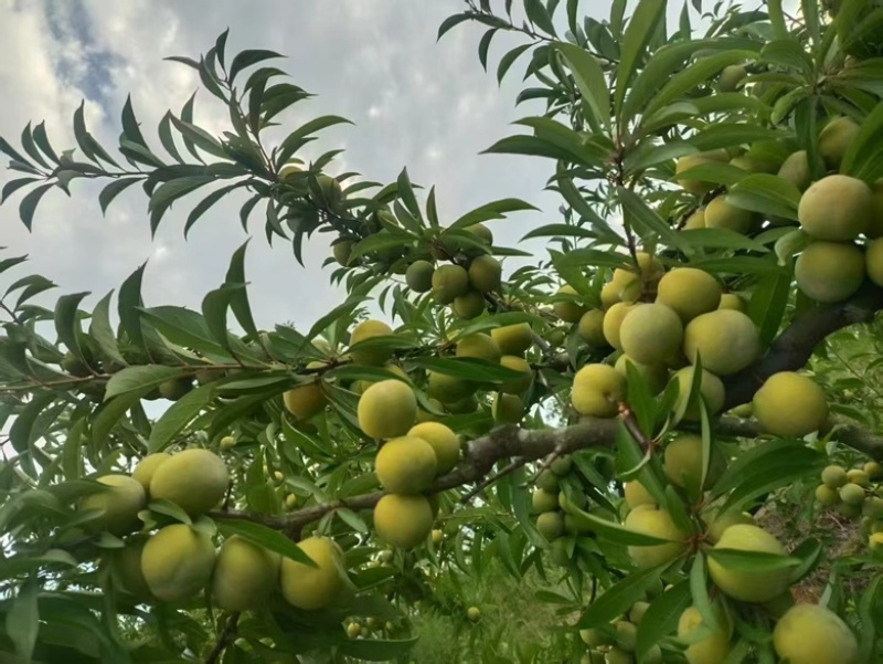 青脆李大棚青脆李