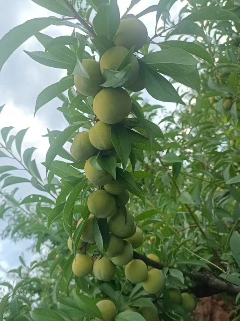 青脆李大棚青脆李