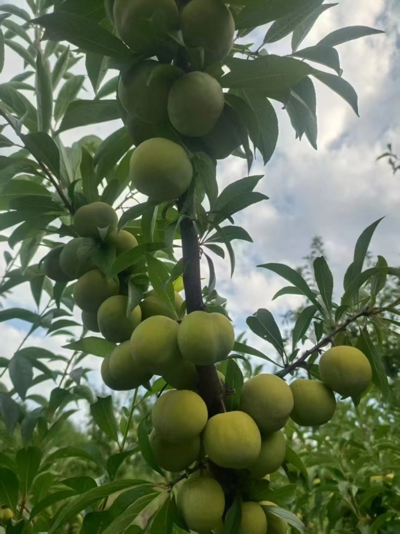 青脆李大棚青脆李
