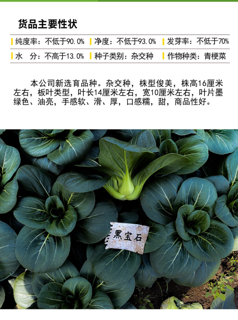 黑宝石青梗菜种子杂交苏州青油亮墨绿叶青菜种子口感甜糯