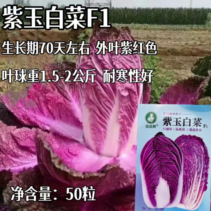 紫白菜种子营养里外紫色大白菜四季播种庭院田地农科院有机蔬